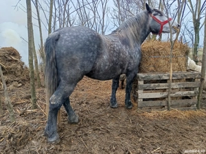 Mânză 3 ani pentru pretențioși 