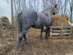 Mânză 3 ani pentru pretențioși  - imagine 2