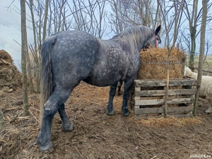 Mânză 3 ani pentru pretențioși  - imagine 5