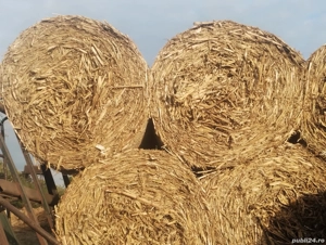 vand baloti de paie si tulei - imagine 4