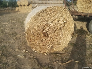 vand baloti de paie si tulei - imagine 5