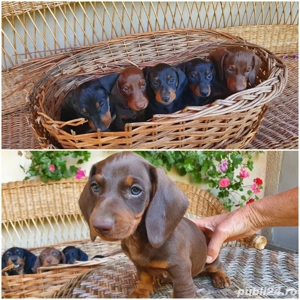 Catelusi Teckel  - imagine 2