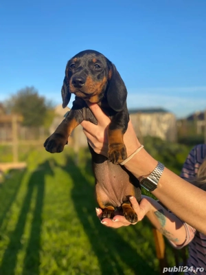 Catelusi Teckel  - imagine 3