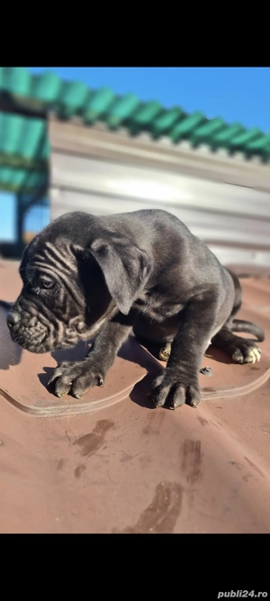 Cățeluși de cane corso - imagine 2