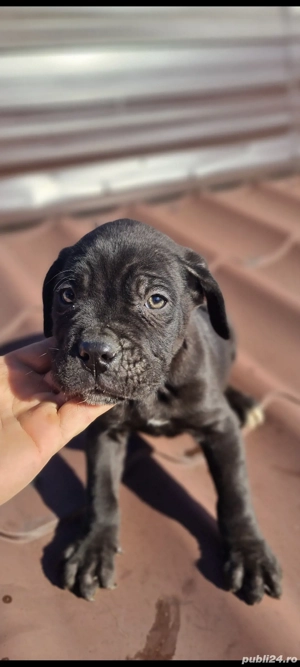 Cățeluși de cane corso - imagine 3