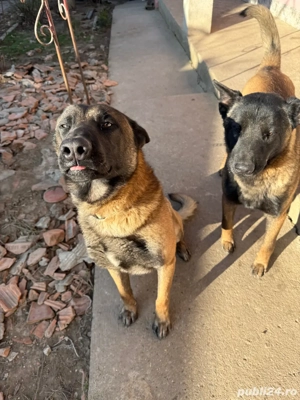 Vând căței ciobănesc belgian  - imagine 5