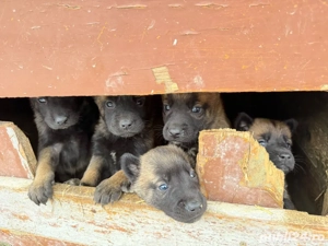 Vând căței ciobănesc belgian  - imagine 4