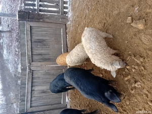 vand porci mangalita - imagine 2