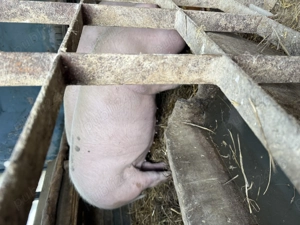 Scroafe  gestante de vanzare  - imagine 4