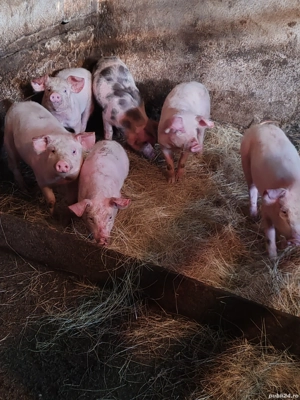 Purcei de vânzare  - imagine 2