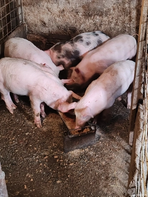 Purcei de vânzare  - imagine 4