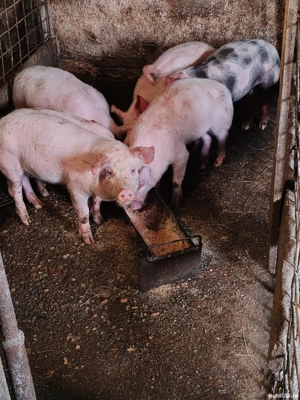 Purcei de vânzare  - imagine 3