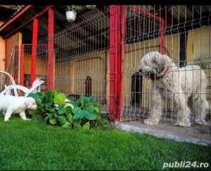 Catea mioritic  - imagine 2