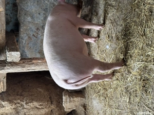 Purcei soldani de 11 saptamani  - imagine 2