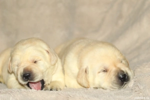 catei labrador calitate deosebita - imagine 4