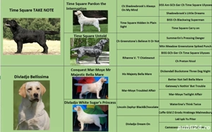 catei labrador calitate deosebita - imagine 3