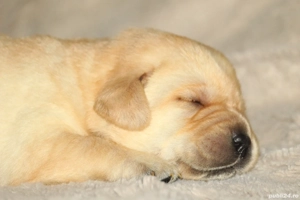 catei labrador calitate deosebita - imagine 6
