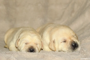 catei labrador calitate deosebita - imagine 5