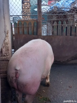 Porc de carne de vanzare - imagine 5