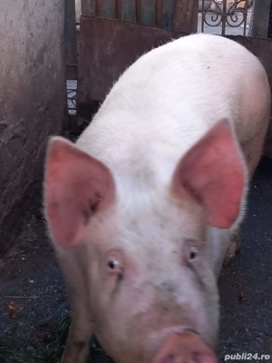 Porc de carne de vanzare - imagine 3