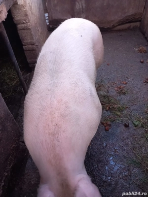 Porc de carne de vanzare - imagine 4