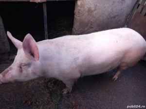 Porc de carne de vanzare - imagine 2