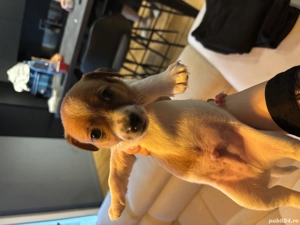 Jack Russel terrier pui  - imagine 2