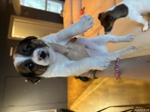 Jack Russel terrier pui  - imagine 3