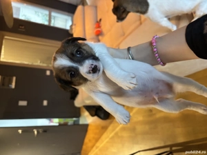 Jack Russel terrier pui  - imagine 4