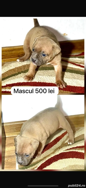 catei amstaff  - imagine 2