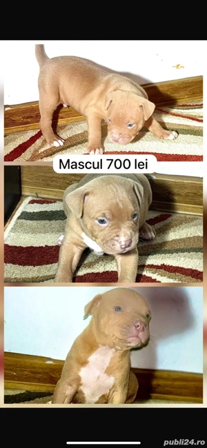 catei amstaff  - imagine 3