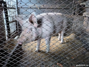 vand porc de carne  - imagine 2