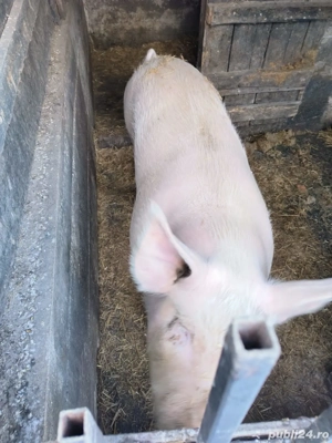 vand porc de carne  - imagine 3