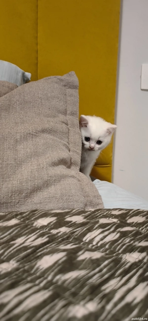 Pui British albi - imagine 4