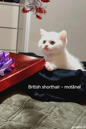 Pui British albi - imagine 2