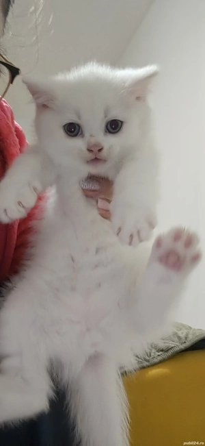 Pui British albi - imagine 3