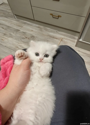 Pui British albi - imagine 5