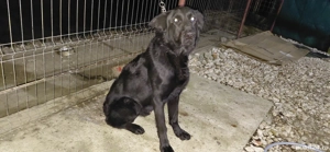 Vand ciobanesc german negru - imagine 2