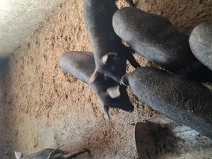 Purcei Bazna  porci mangalita metiș - imagine 2