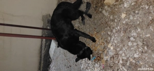 Vand ciobanesc german negru - imagine 4