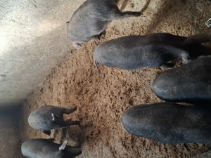 Purcei Bazna  porci mangalita metiș - imagine 3