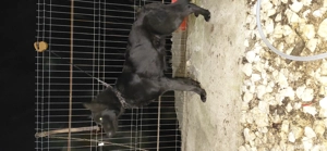 Vand ciobanesc german negru - imagine 3