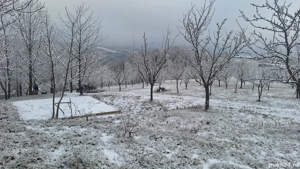 Teren la pădure - imagine 4