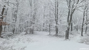 Teren la pădure - imagine 9