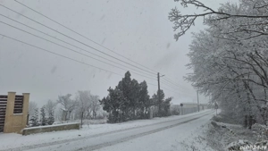 Teren la pădure - imagine 2