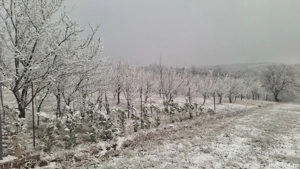 Teren la pădure - imagine 3