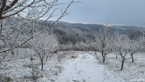 Teren la pădure - imagine 5