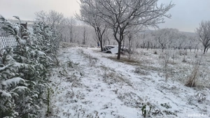 Teren la pădure - imagine 6