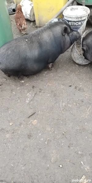 vand scroafa vietnamez gestanta de 2.5 luni 