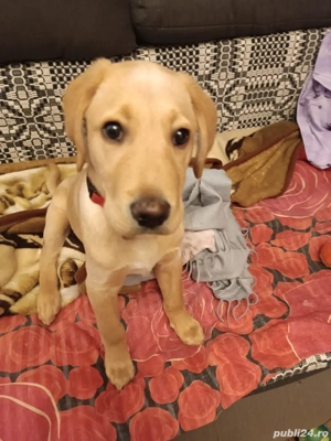 Labrador Retriever 3 luni   PACHET COMPLET PREMIUM | Ofertă Specială Azi